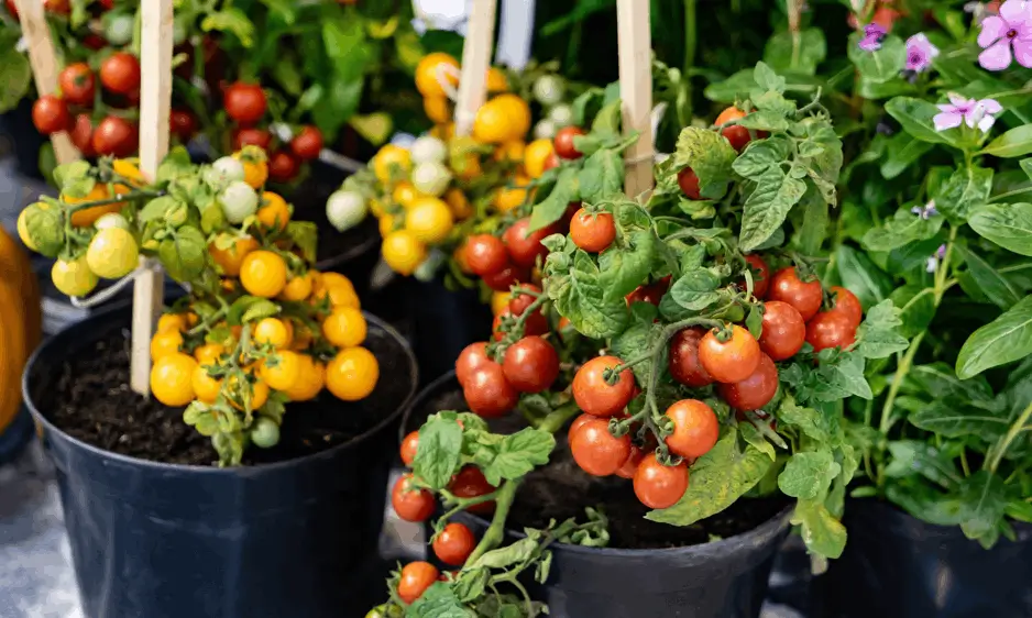 Grow Tomatoes in Containers