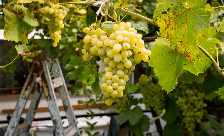 Train Grapes Along a Trellis