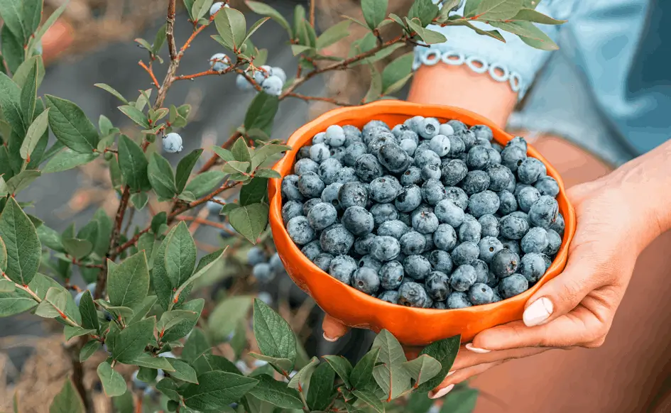 Plant Blueberries in Decorative Pots