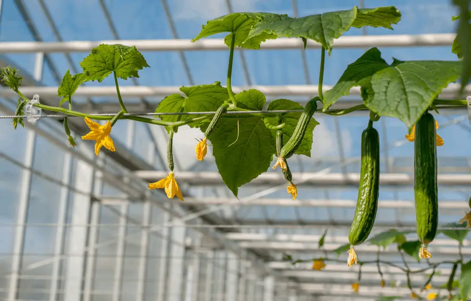 Create an Edible Privacy Screen