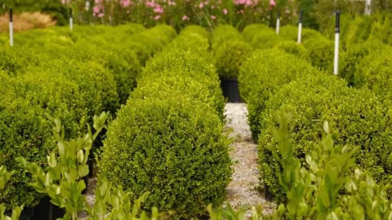 Best Small Evergreen Shrubs for Front Yards