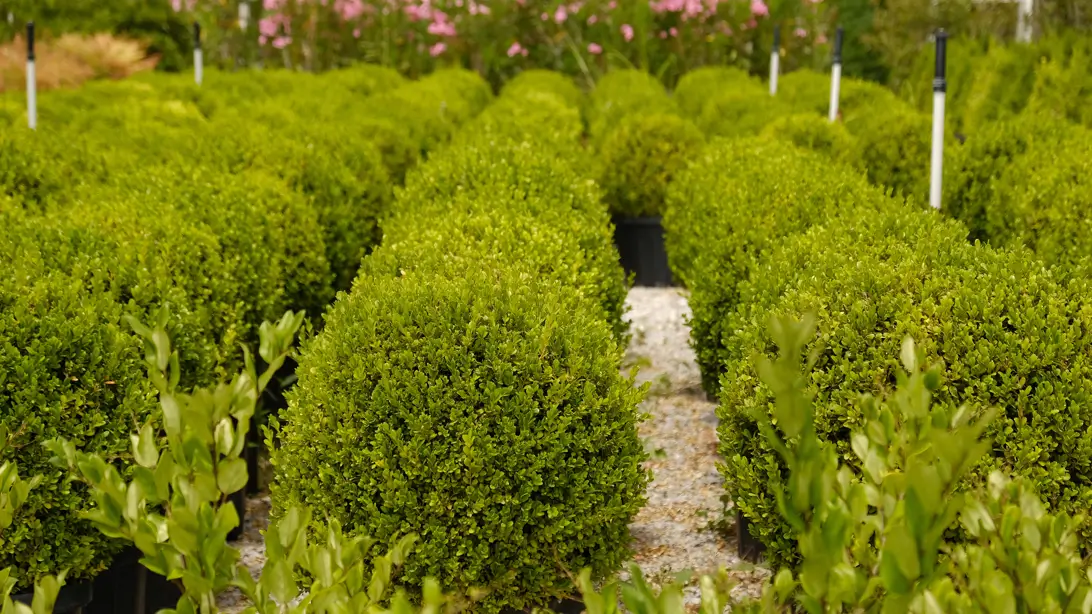 Best Small Evergreen Shrubs for Front Yards